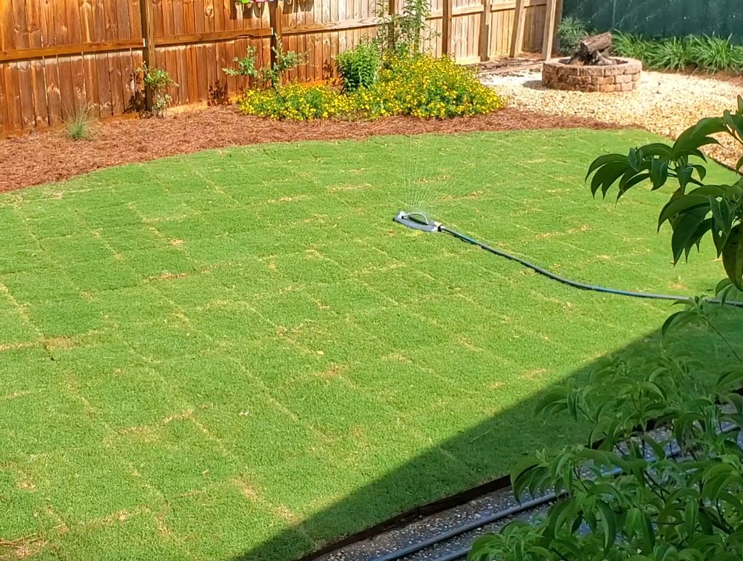 A close up of a lush green lawn with a blurry background.