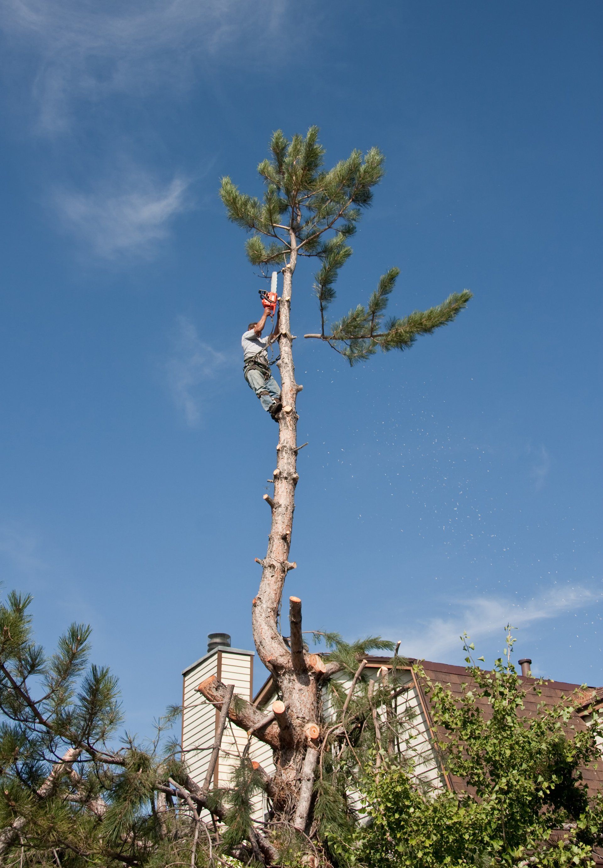 a pine tree having its branches removed at a customers house in chandler
