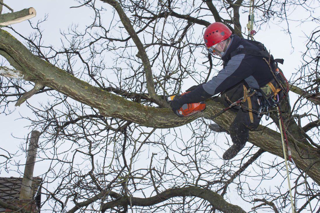 affordable tree services near me