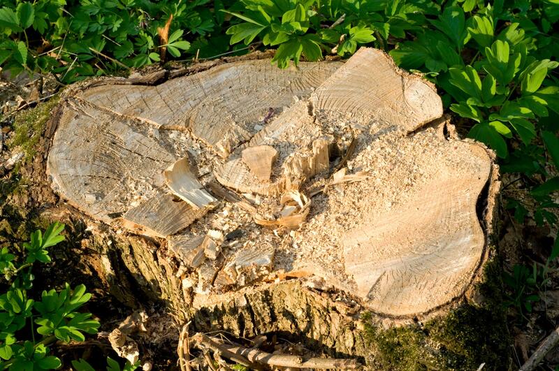 stump grinding and removal in chandler