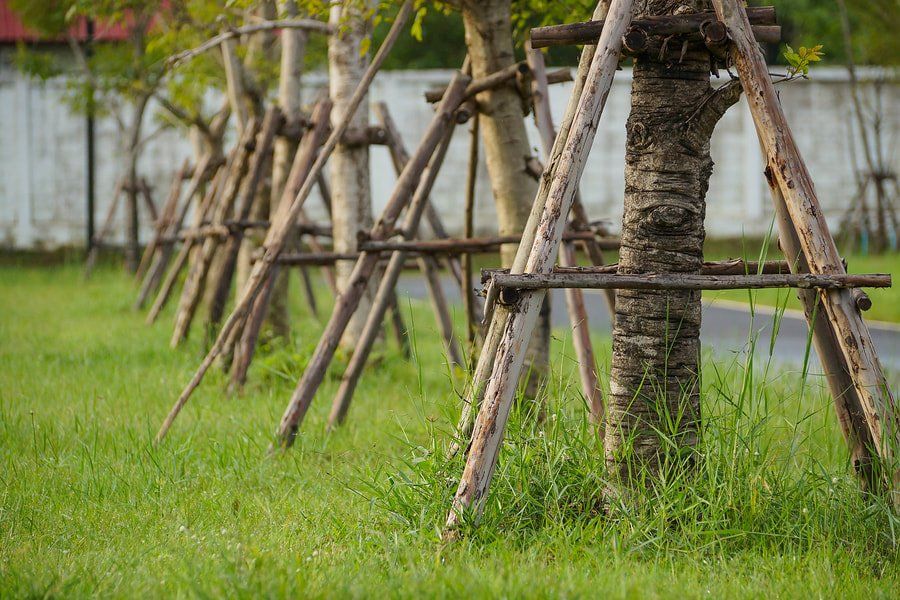 tree bracing service