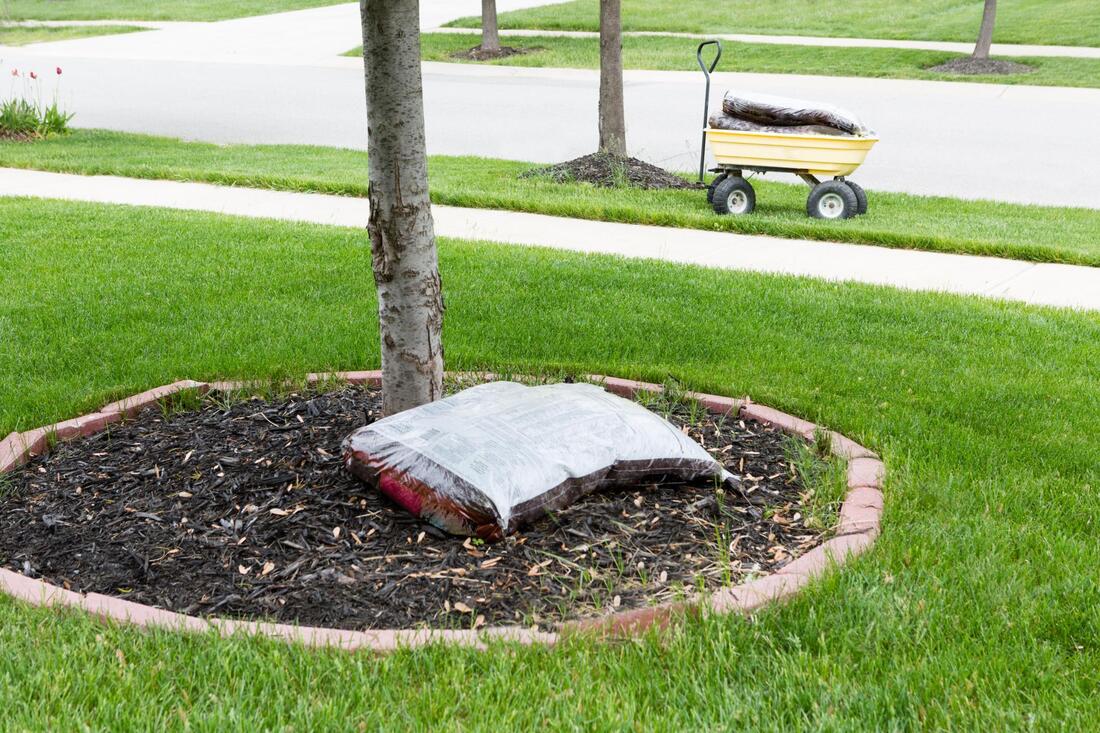 tree fertilization in arizona