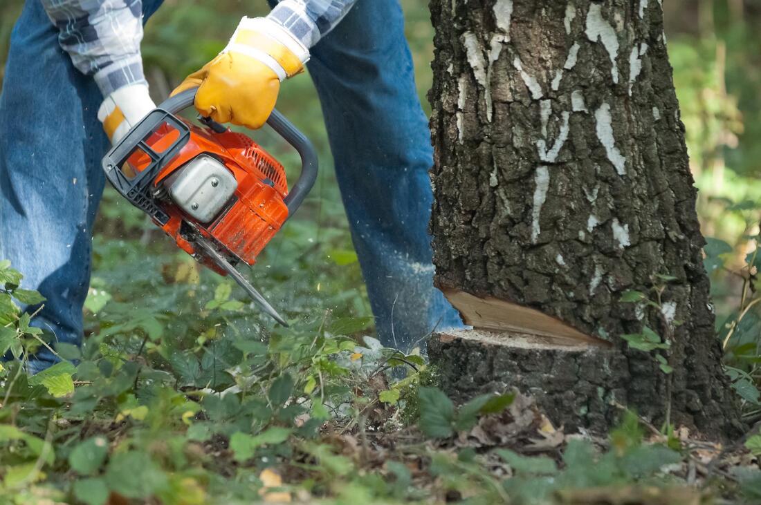 professional tree removal service