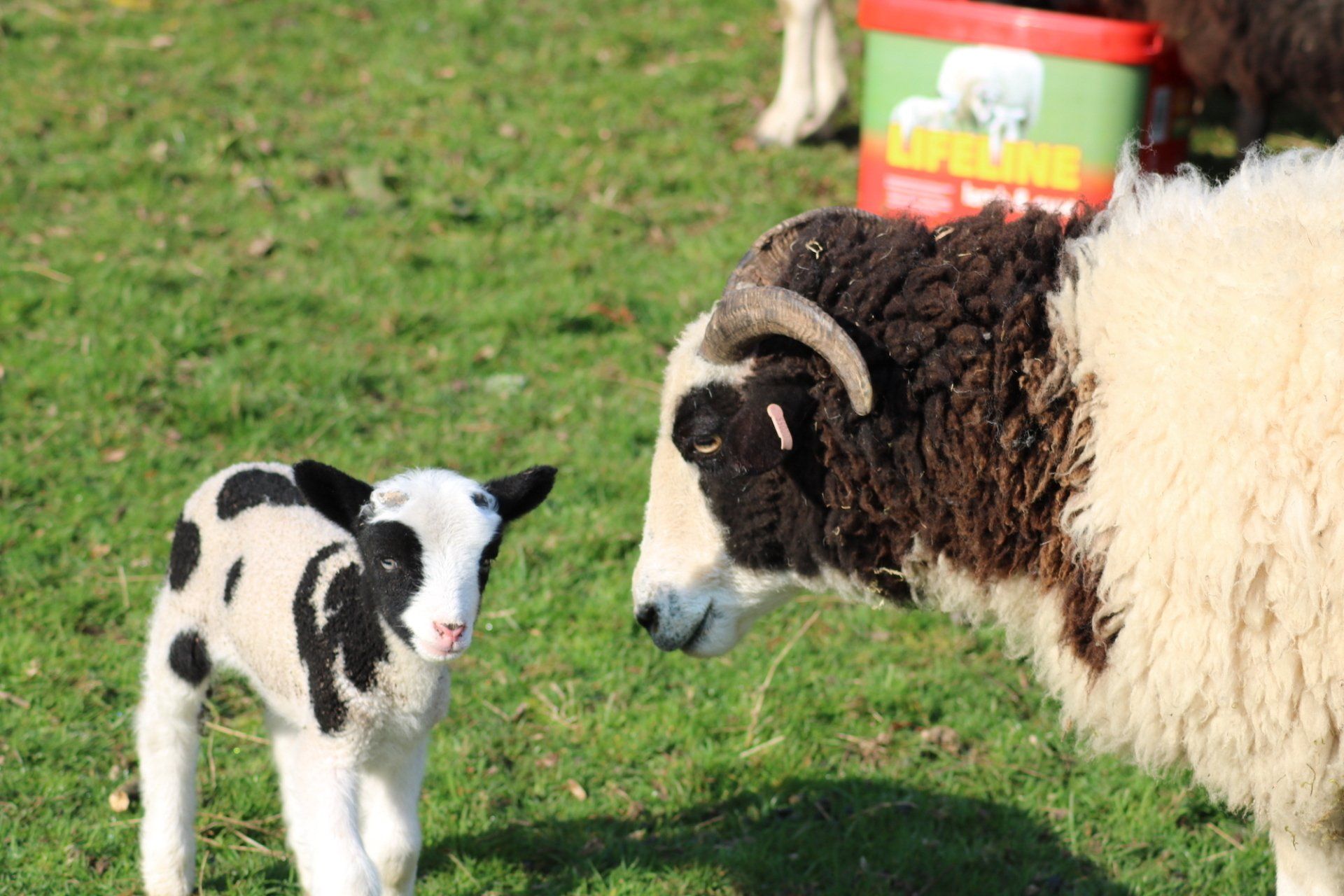HOME Bryn y Cwm Farm, Abergavenny. We breed, sell and hire Jacob sheep