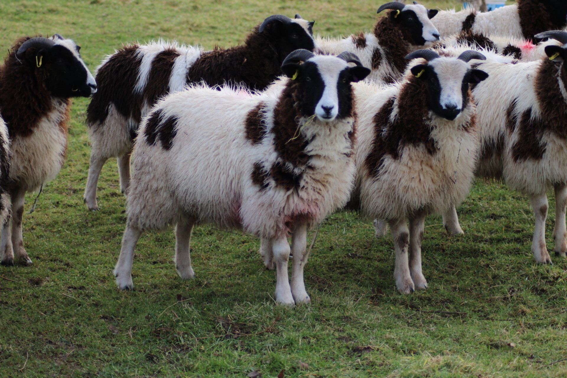 HOME Bryn y Cwm Farm, Abergavenny. We breed, sell and hire Jacob sheep