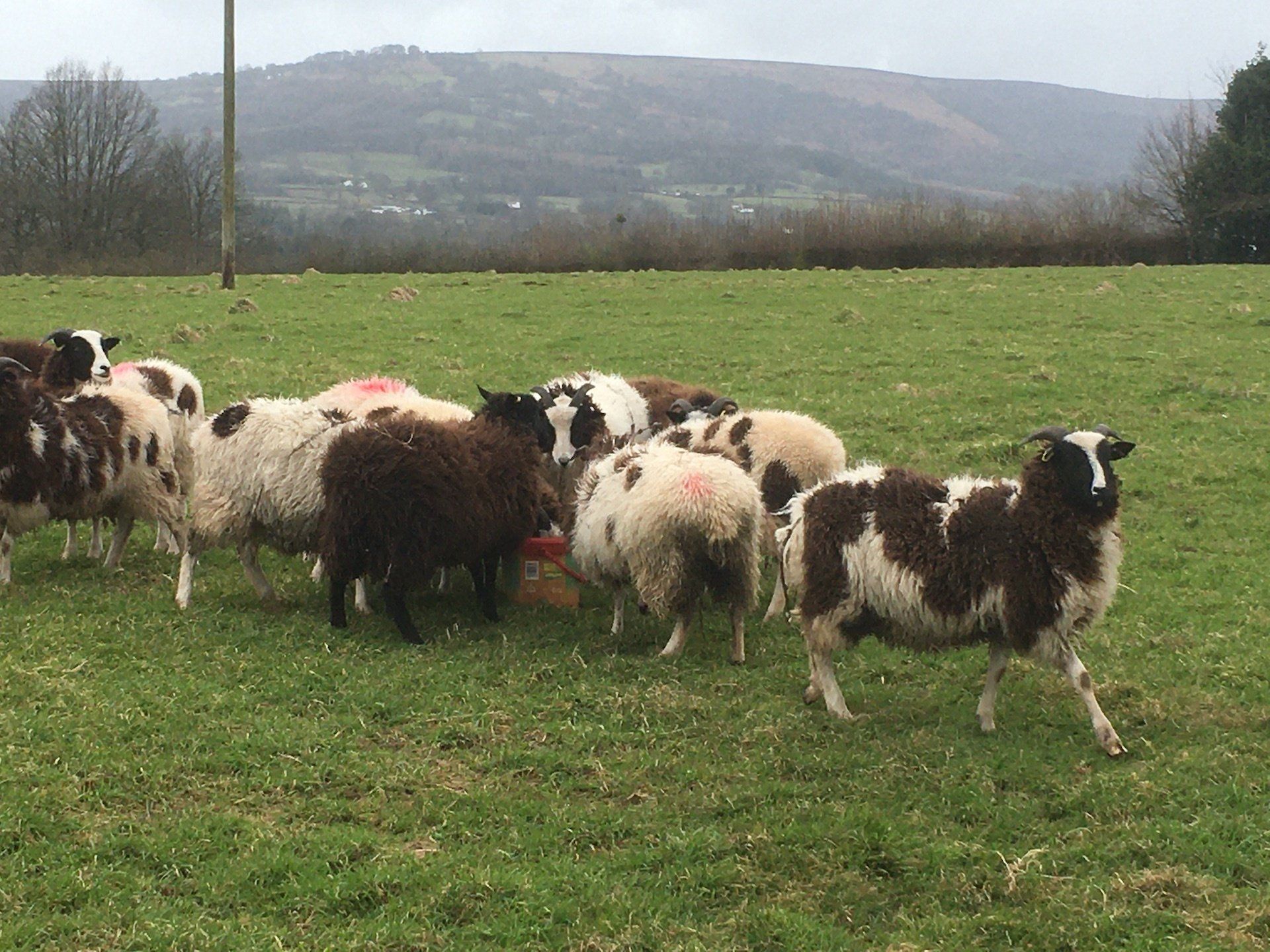 ABOUT US Bryn y Cwm Farm, Abergavenny. We breed, sell and hire Jacob