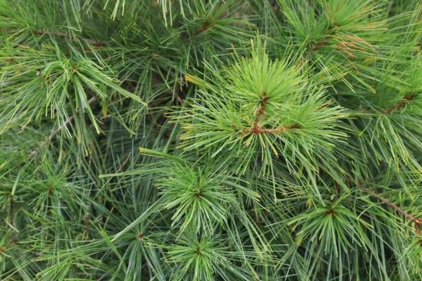 Eastern White Pine — Connellsville, PA — D & S Tree Service