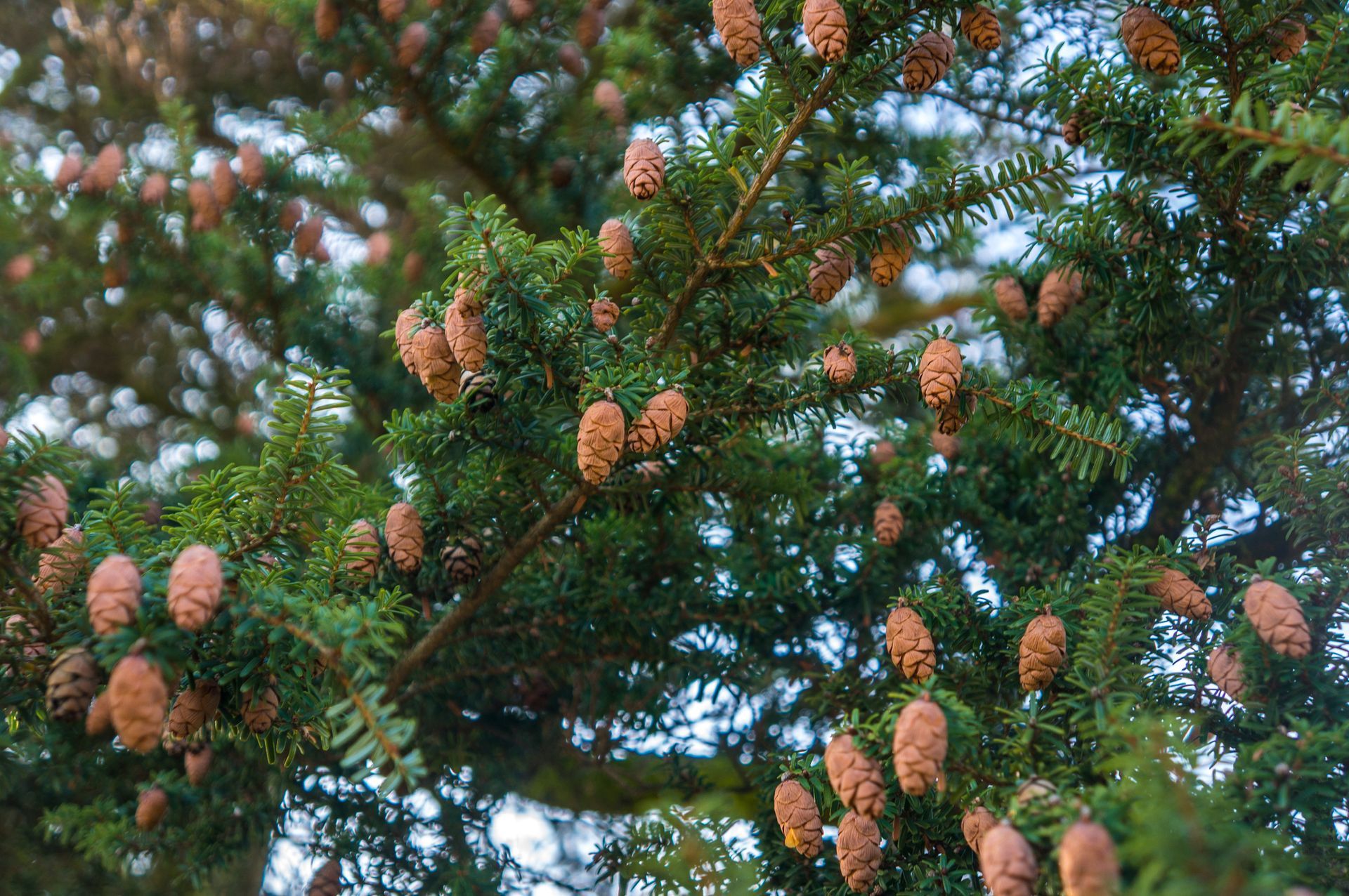 Eastern Hemlock — Connellsville, PA — D & S Tree Service