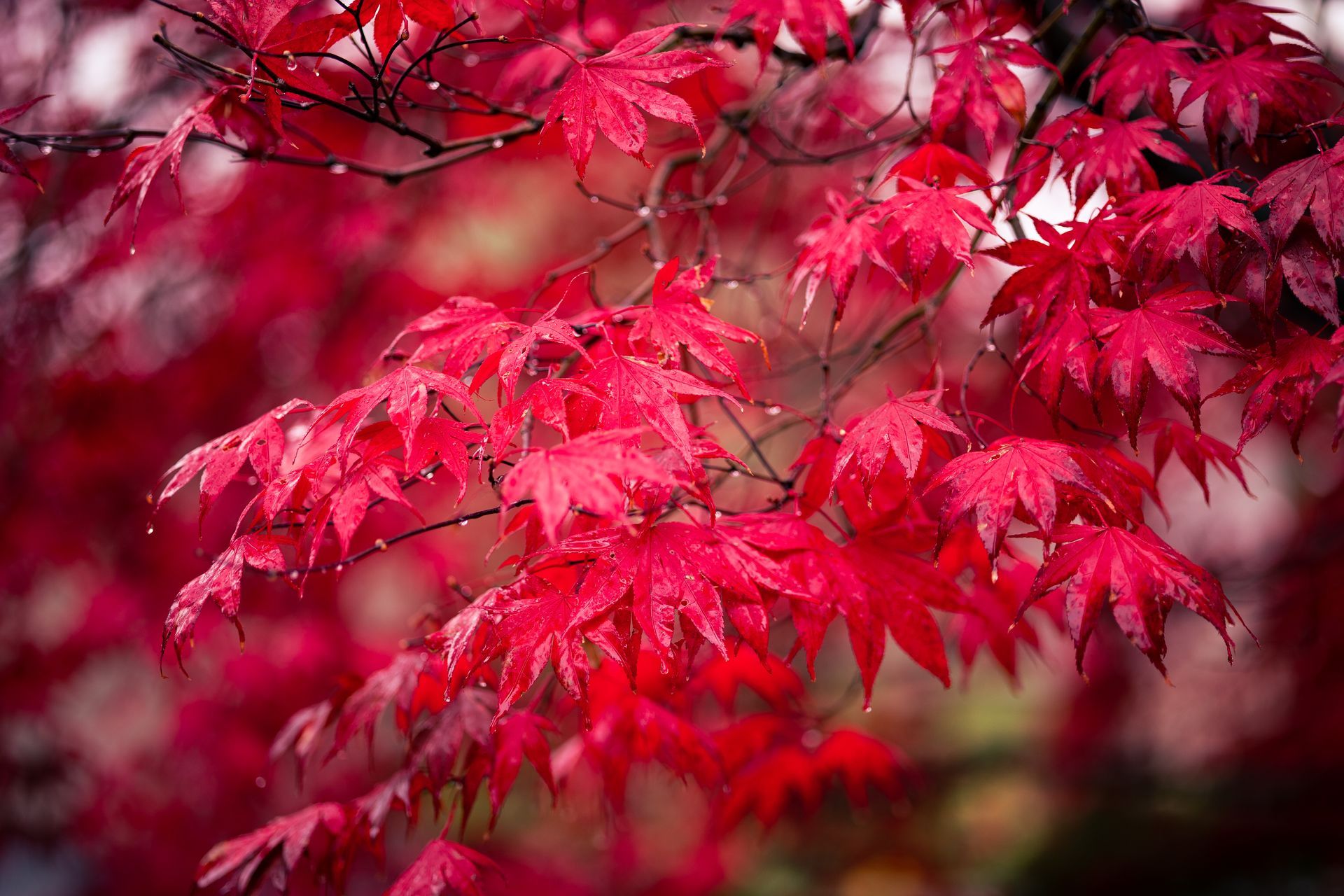 Red Maple — Connellsville, PA — D & S Tree Service