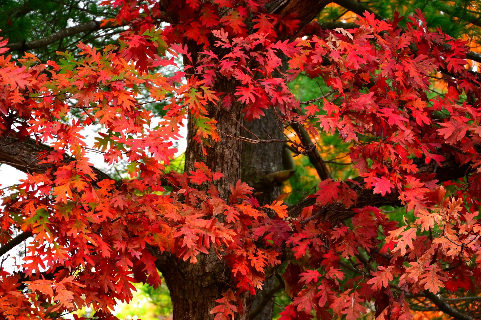 Northern Red Oak — Connellsville, PA — D & S Tree Service