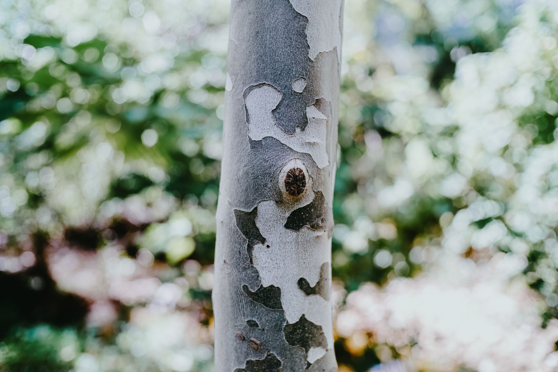 American Sycamore — Connellsville, PA — D & S Tree Service