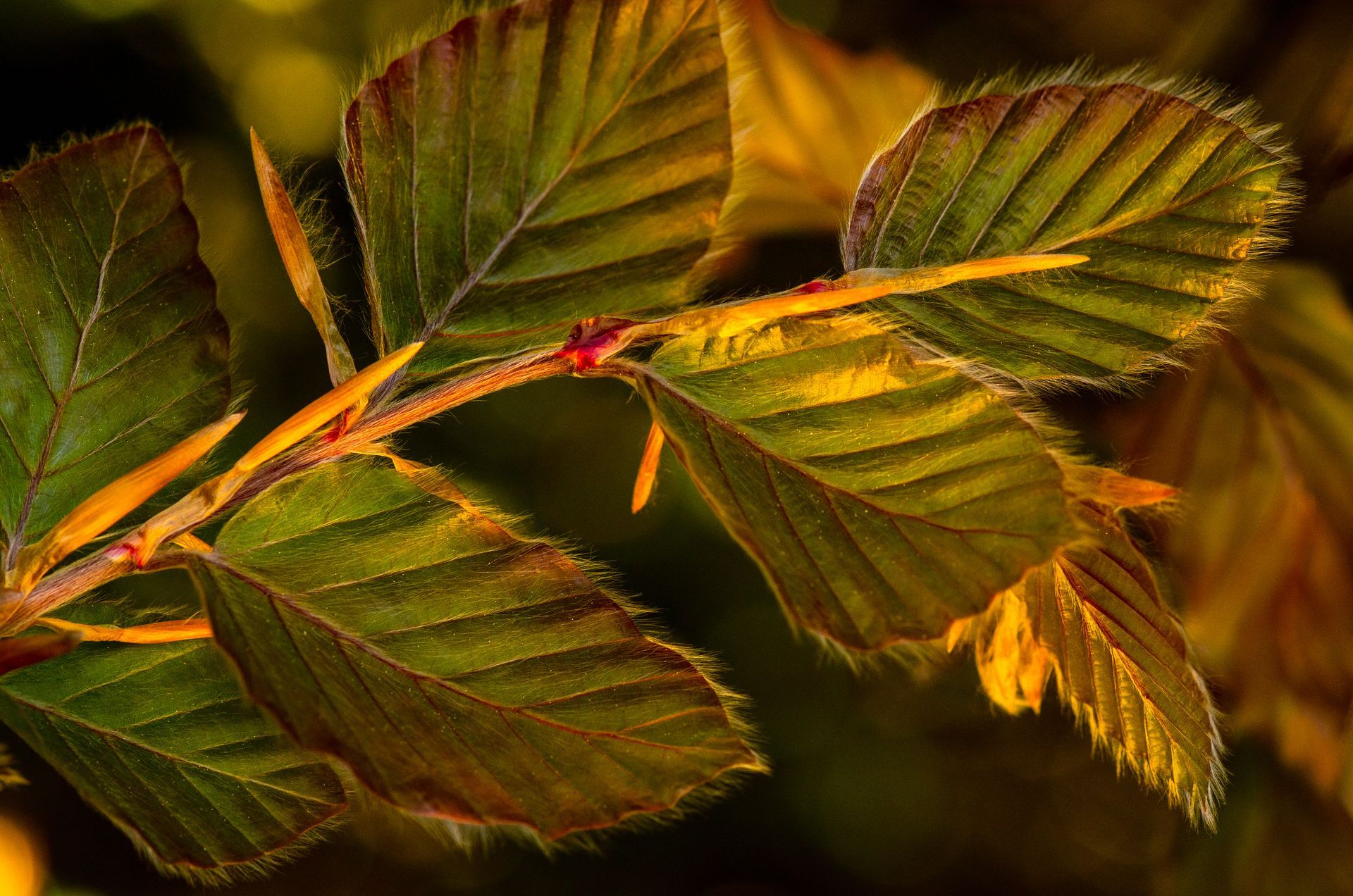 American Beech — Connellsville, PA — D & S Tree Service