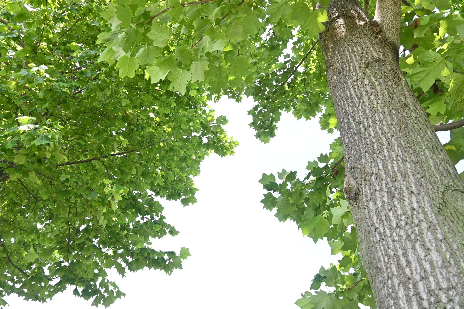 Tulip Tree — Connellsville, PA — D & S Tree Service