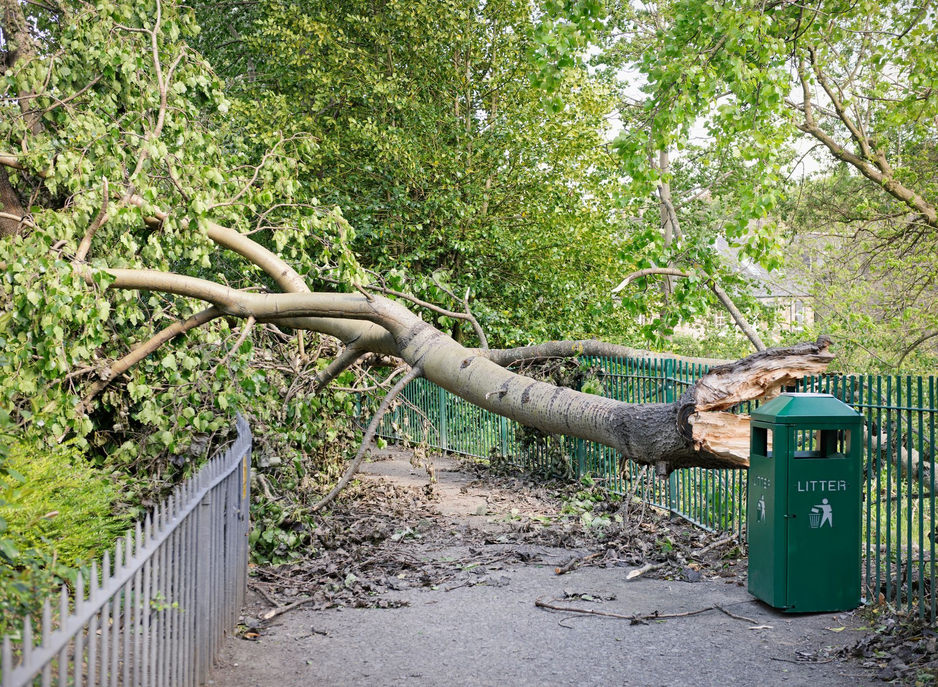 Debris Accumulation — Connellsville, PA — D & S Tree Service