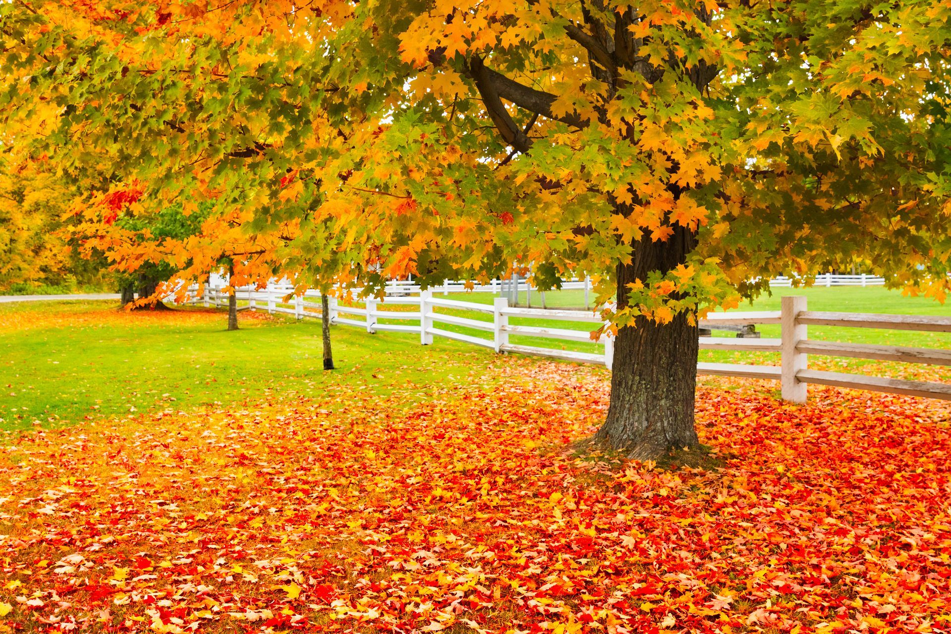 Sugar Maple — Connellsville, PA — D & S Tree Service