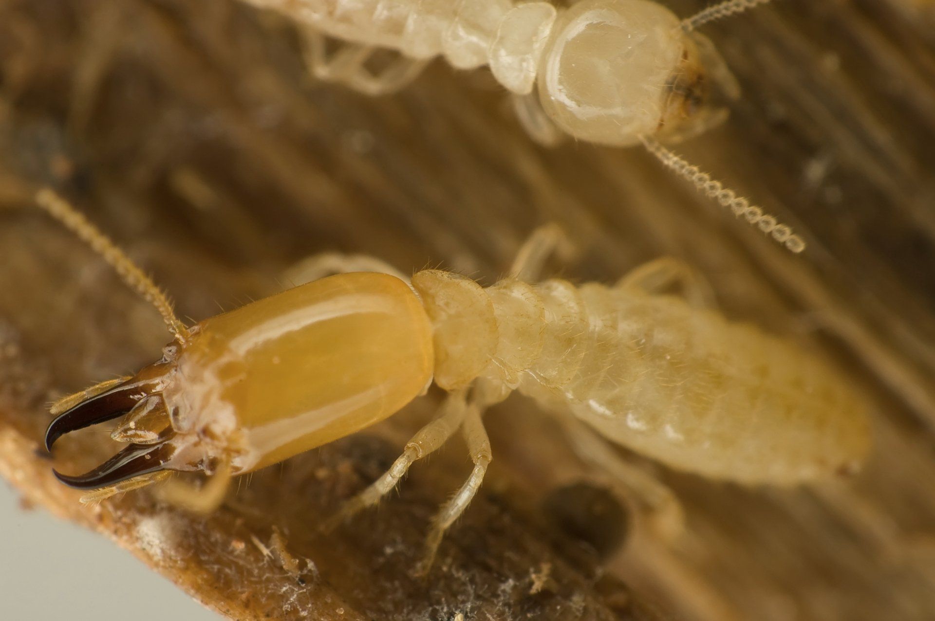 Termite — Carolina Beach, NC — Allied Pest Control