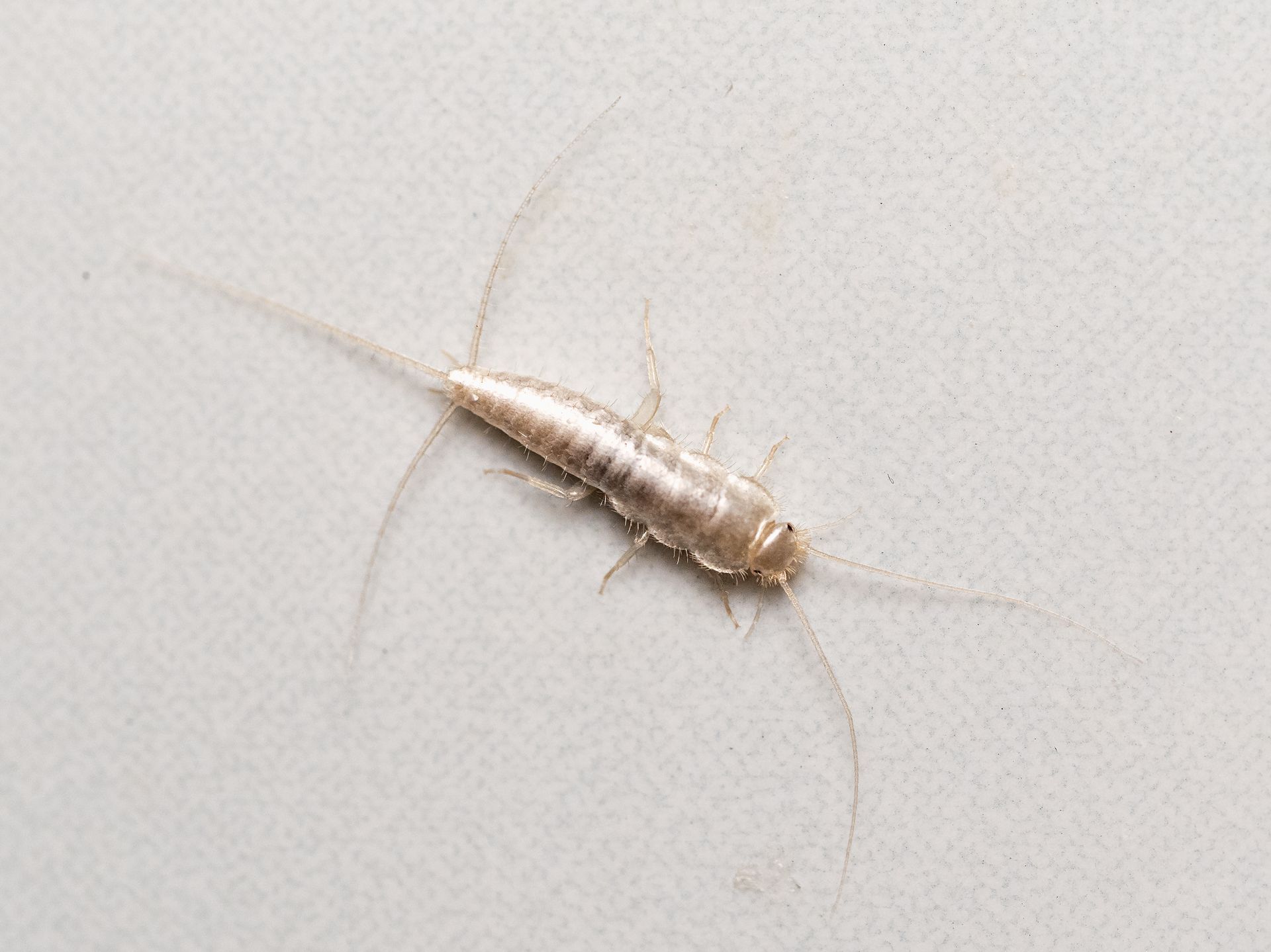 Spraying Pesticide On Wall — Carolina Beach, NC — Allied Pest Control