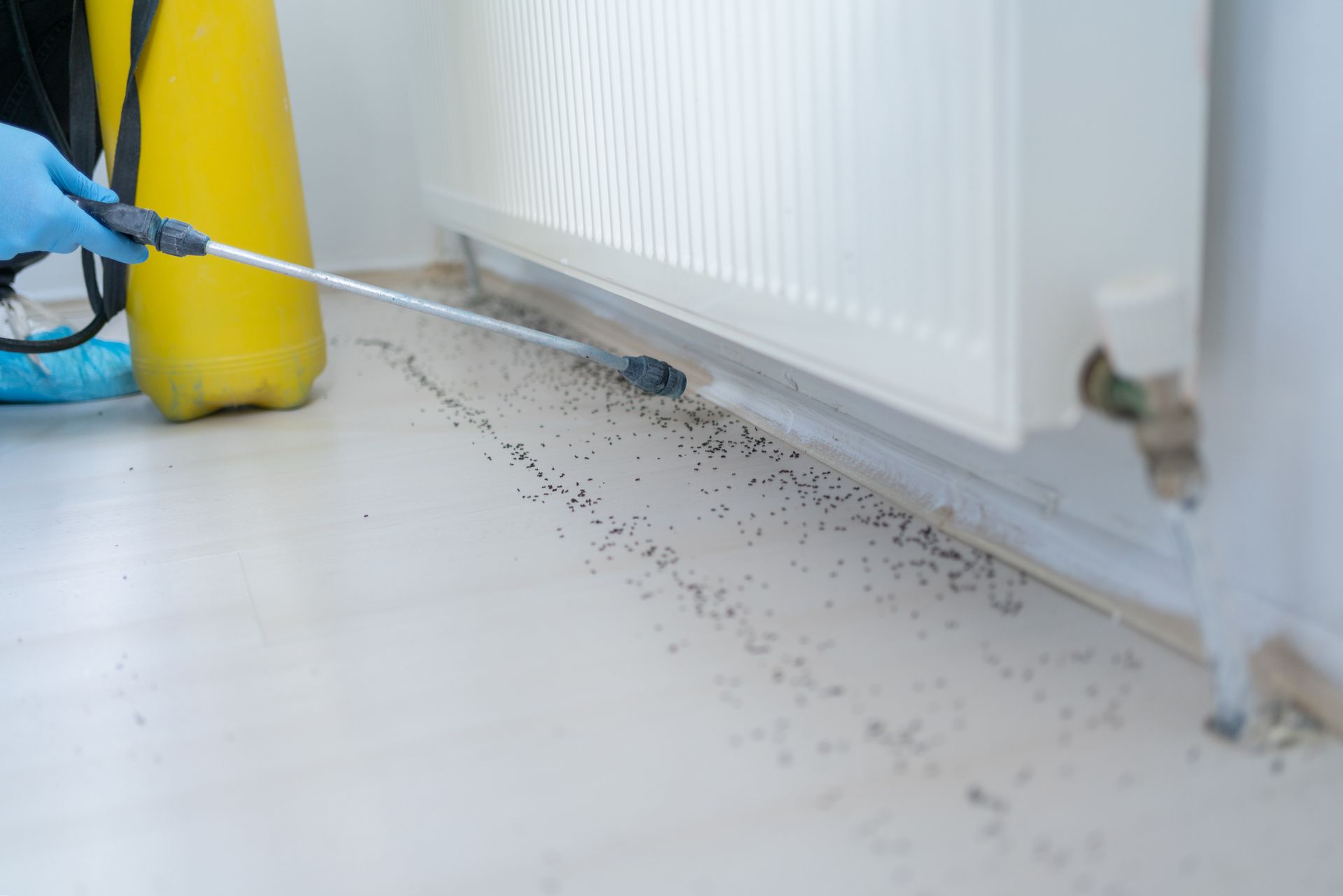 A person is spraying a room, demonstrating a method used in professional pest control services.