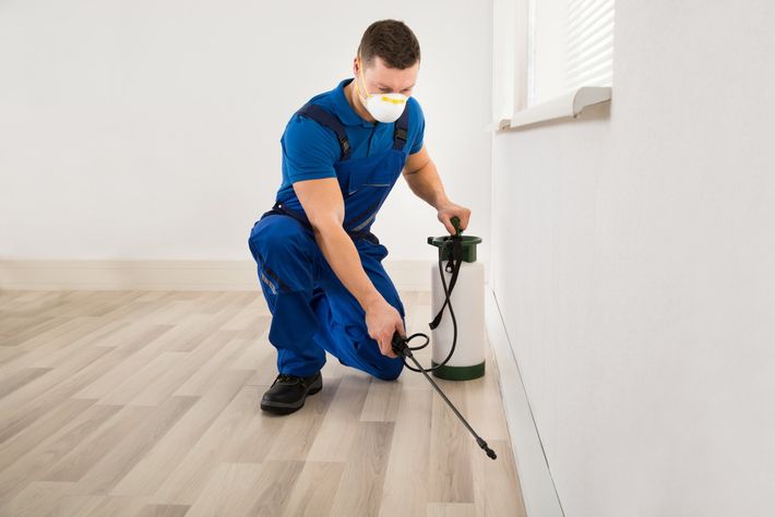 Spraying Pesticide On Wall — Carolina Beach, NC — Allied Pest Control Spraying Pesticide On Wall — Carolina Beach, NC — Allied Pest Control