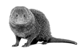 Gray mongoose sitting on a white background, facing forward with a long tail.