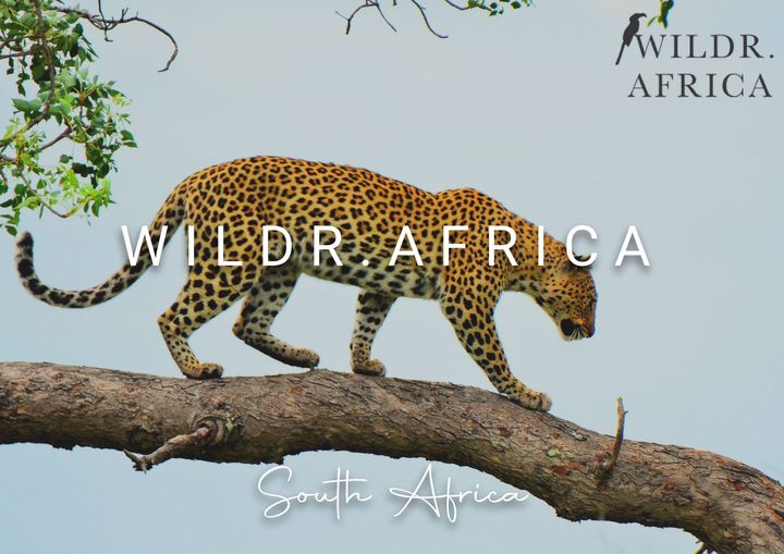 Leopard walking on a tree branch with Wildr Africa text overlay