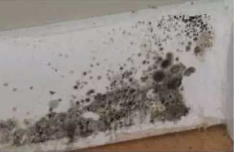 Black Mold – Los Angeles, CA – Donatelli Construction & Restoration