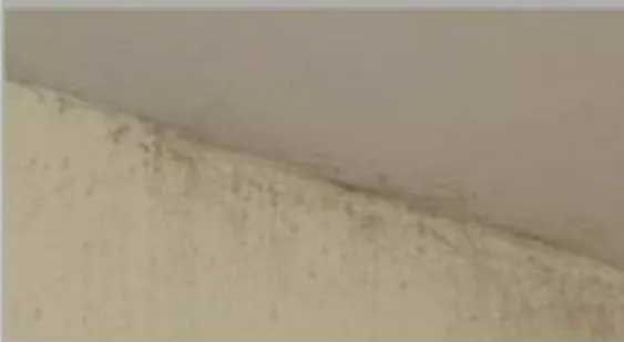 Mildew – Los Angeles, CA – Donatelli Construction & Restoration