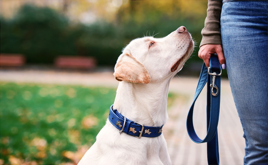 A woman is walking a dog on a leash in a park.