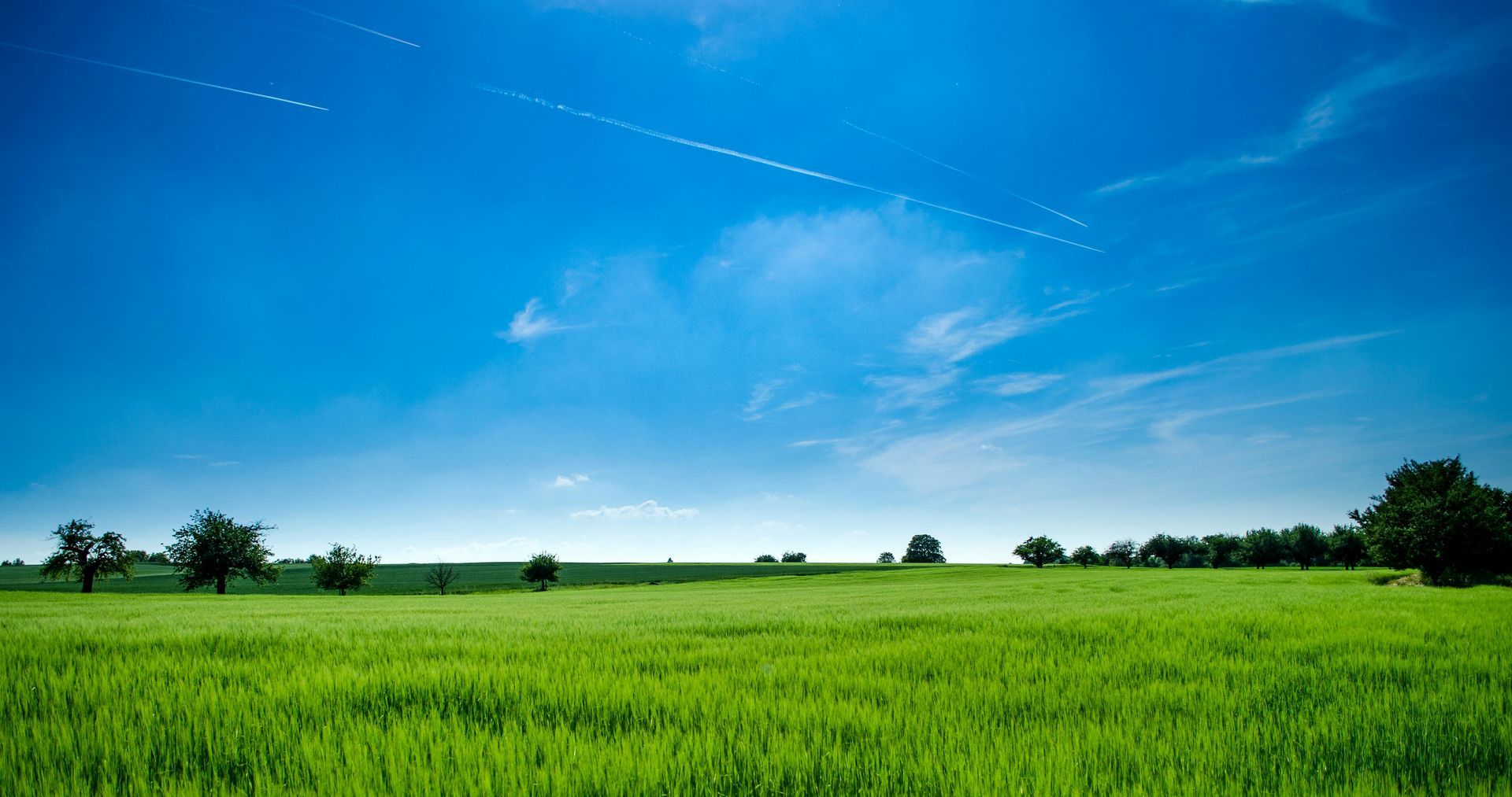 A green field with trees and a blue sky in the background.