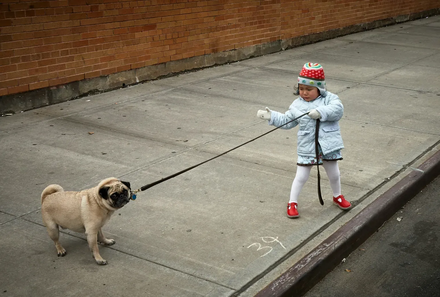 A little girl is walking a pug dog on a leash