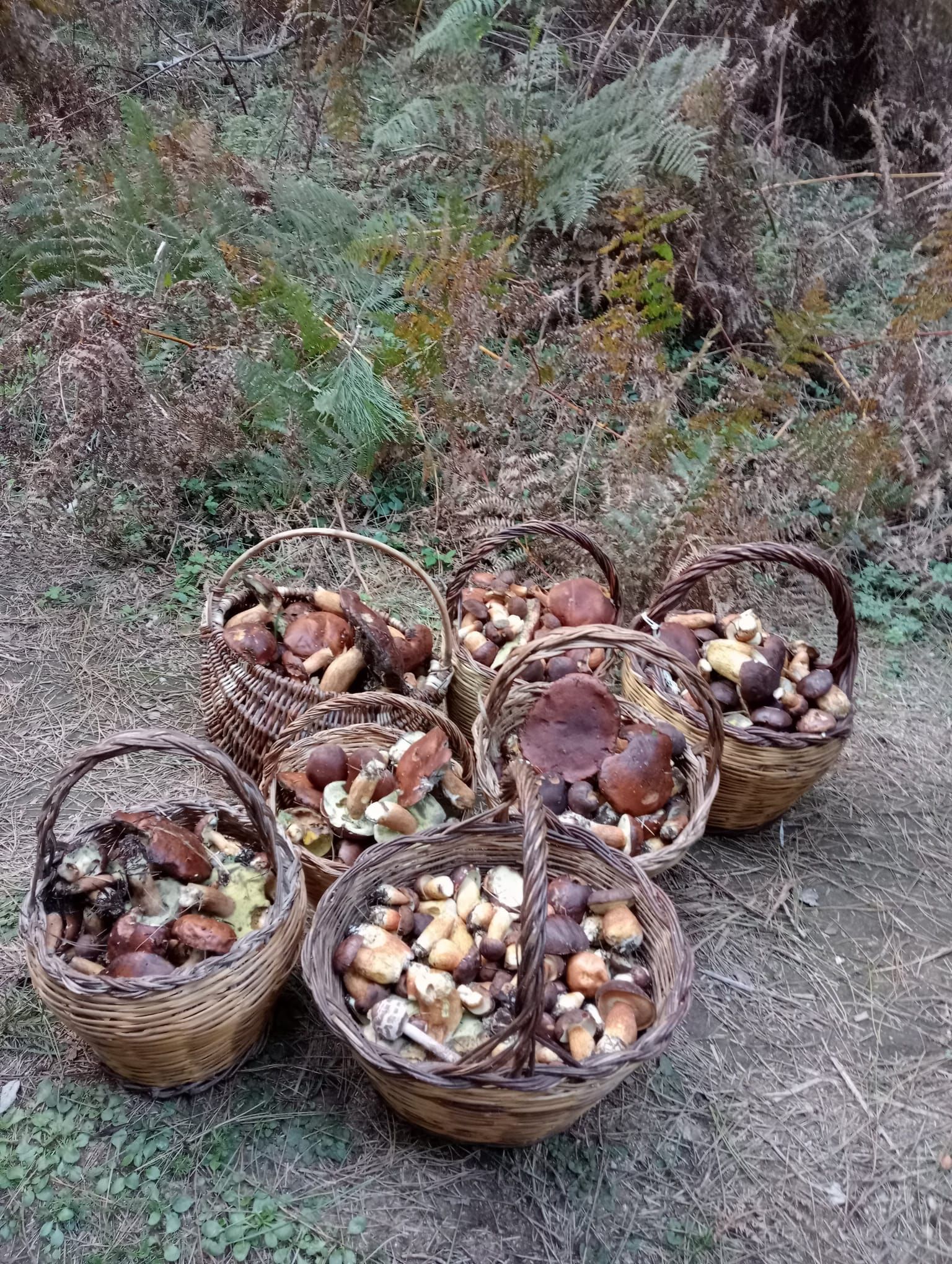 Sette cesti di vimini traboccanti di funghi appena raccolti