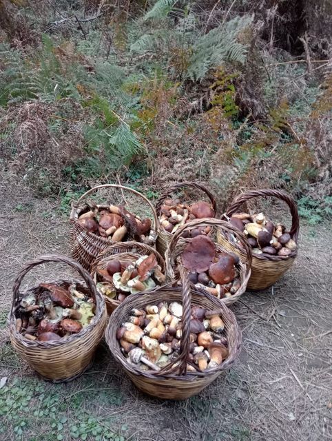 funghi