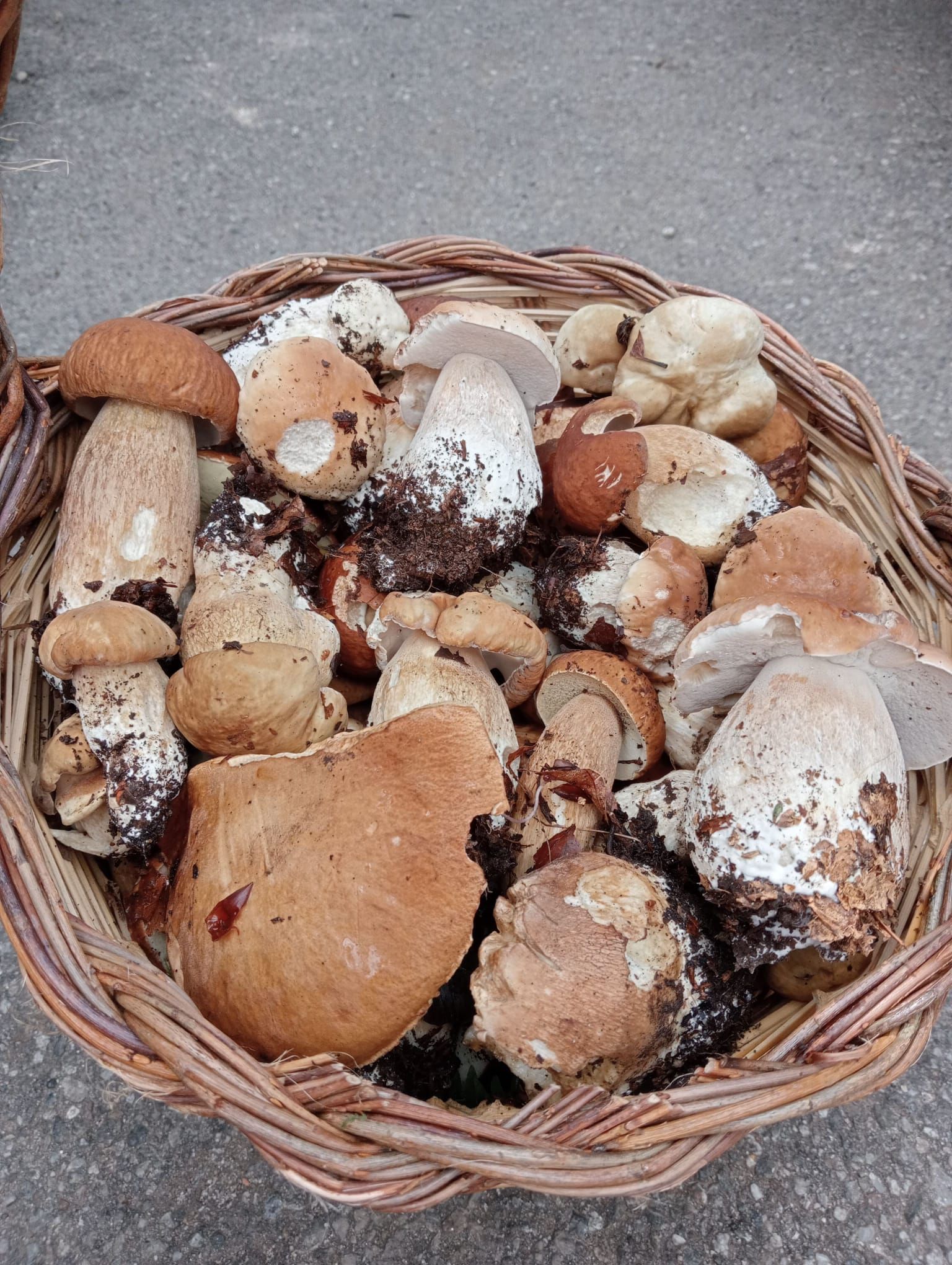 Cesto di vimini traboccante di vari funghi