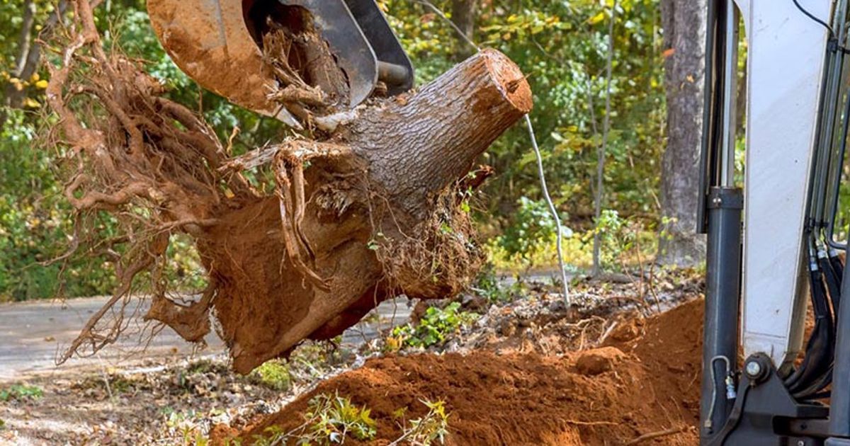 Excavator bucket lifting a large tree root ball from a dirt trench beside a road