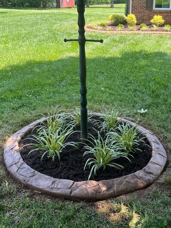 Young tree staked in a stone-bordered mulch bed with green plants, surrounded by a grassy lawn.