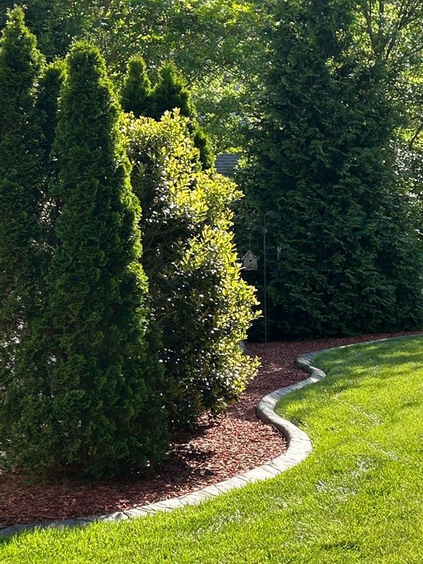 Curved garden border with tall green shrubs and bright grass along a mulched edge