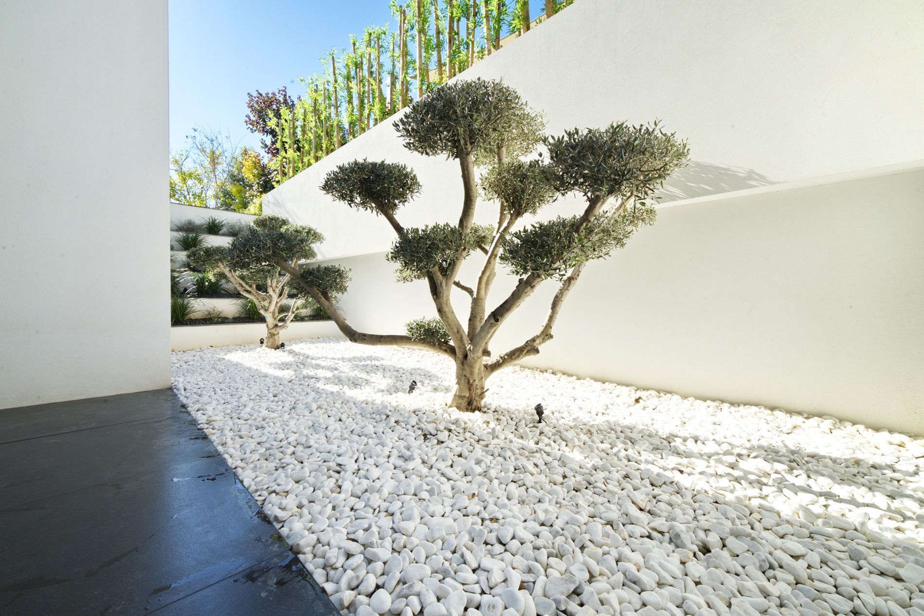 יש עץ באמצע ערימת סלעים לבנים.