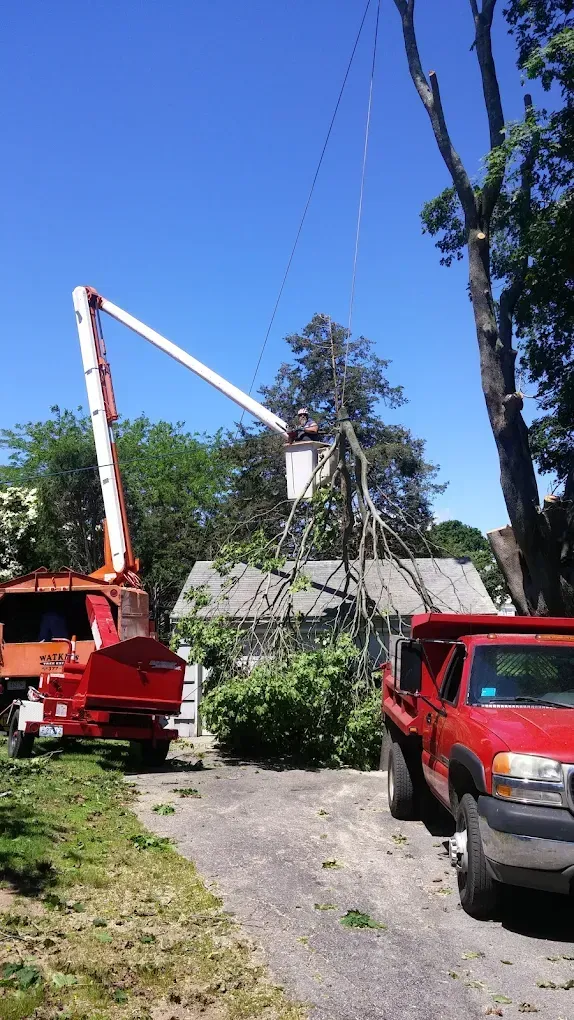 Tree trimming crew using a lift bucket to cut branches near power lines, with a red truck and chipper on a driveway.