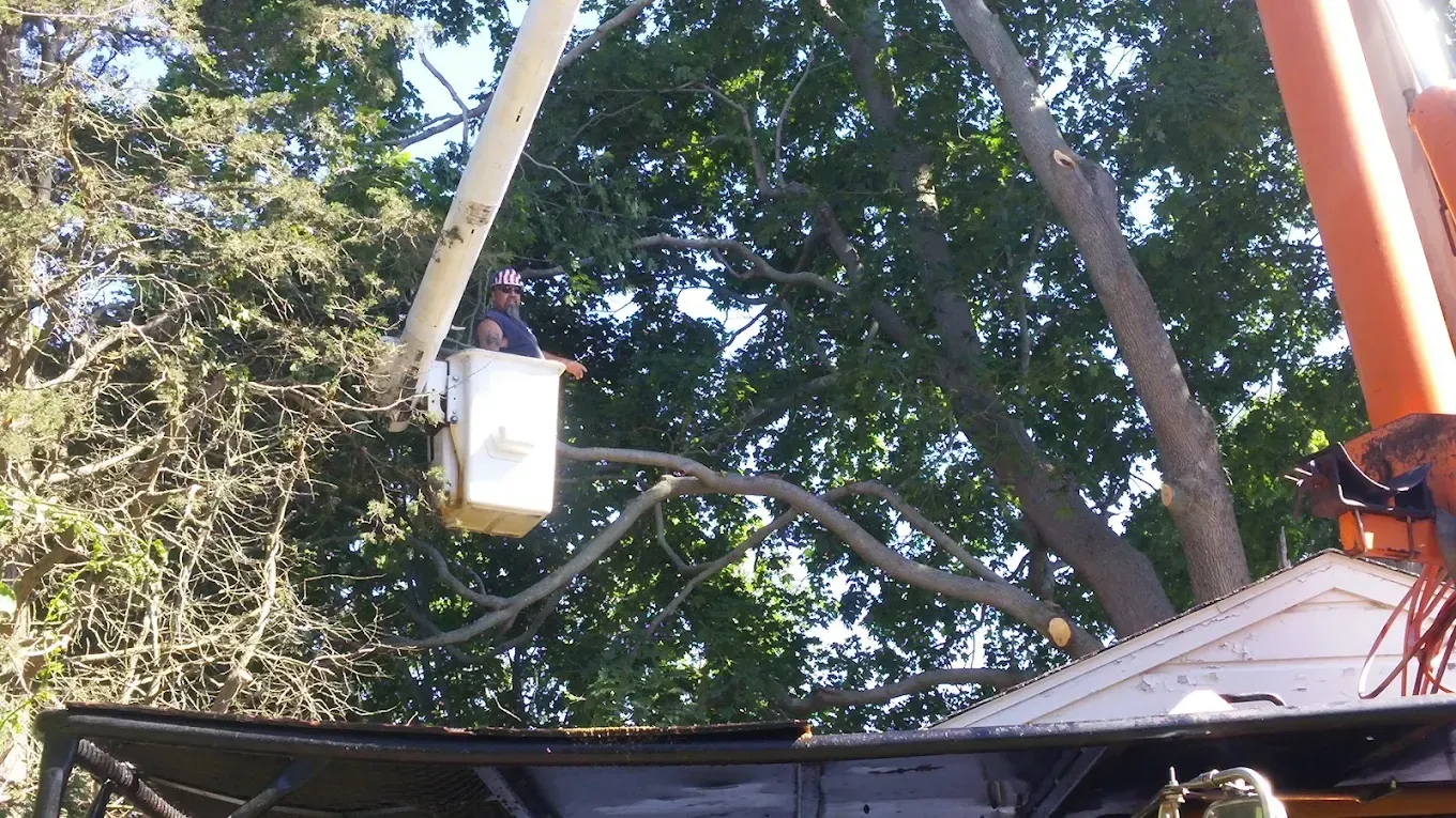 Worker in a lift bucket trimming a tree branch with a chainsaw, outdoors on a sunny day.