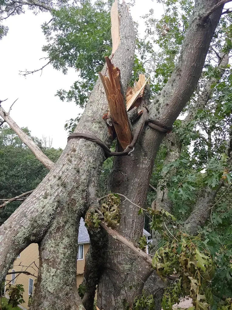 Tree with broken branch; brown trunk with moss, green leaves, cloudy sky in background.