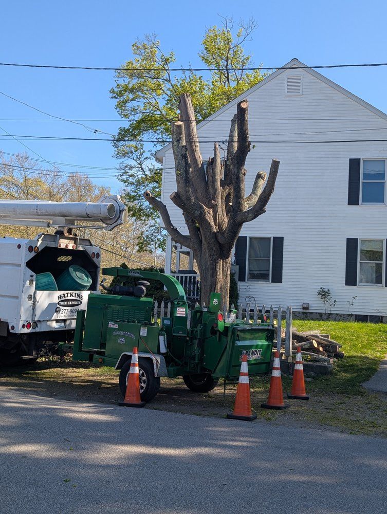 Tree being trimmed with a chipper and truck in front of a white house on a sunny day.