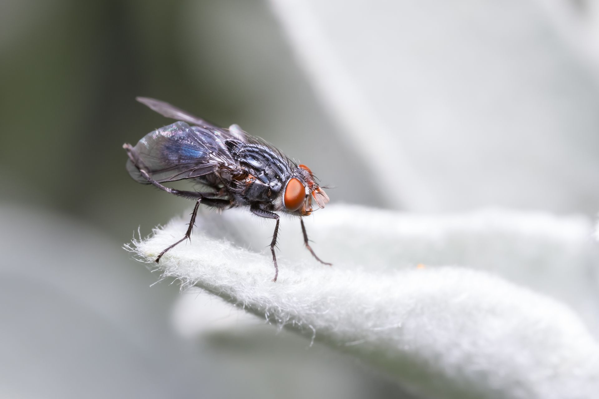 Fly with red eyes on a light-colored, fuzzy leaf.