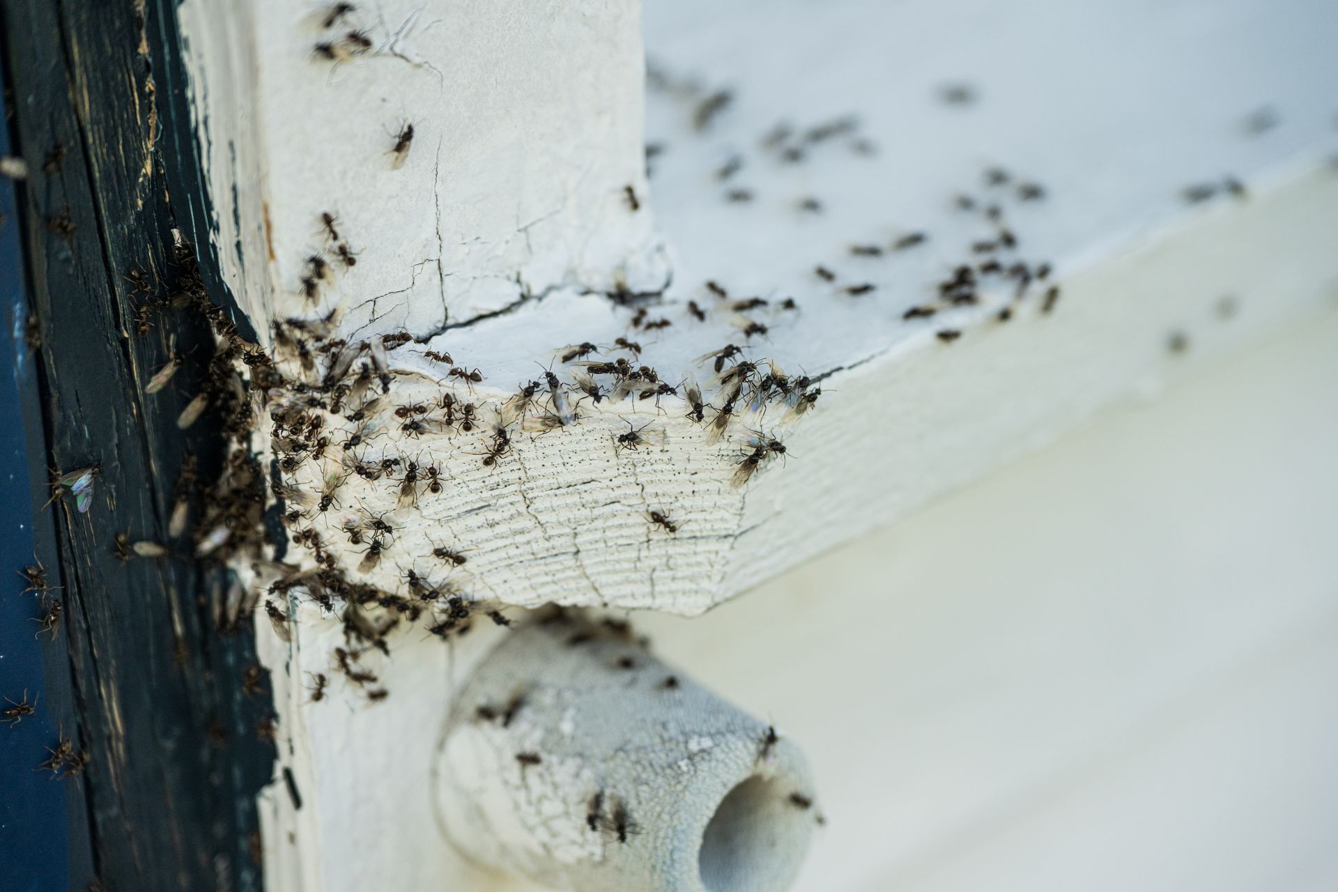 Ants swarming on weathered white wood trim; close-up shows infestation.