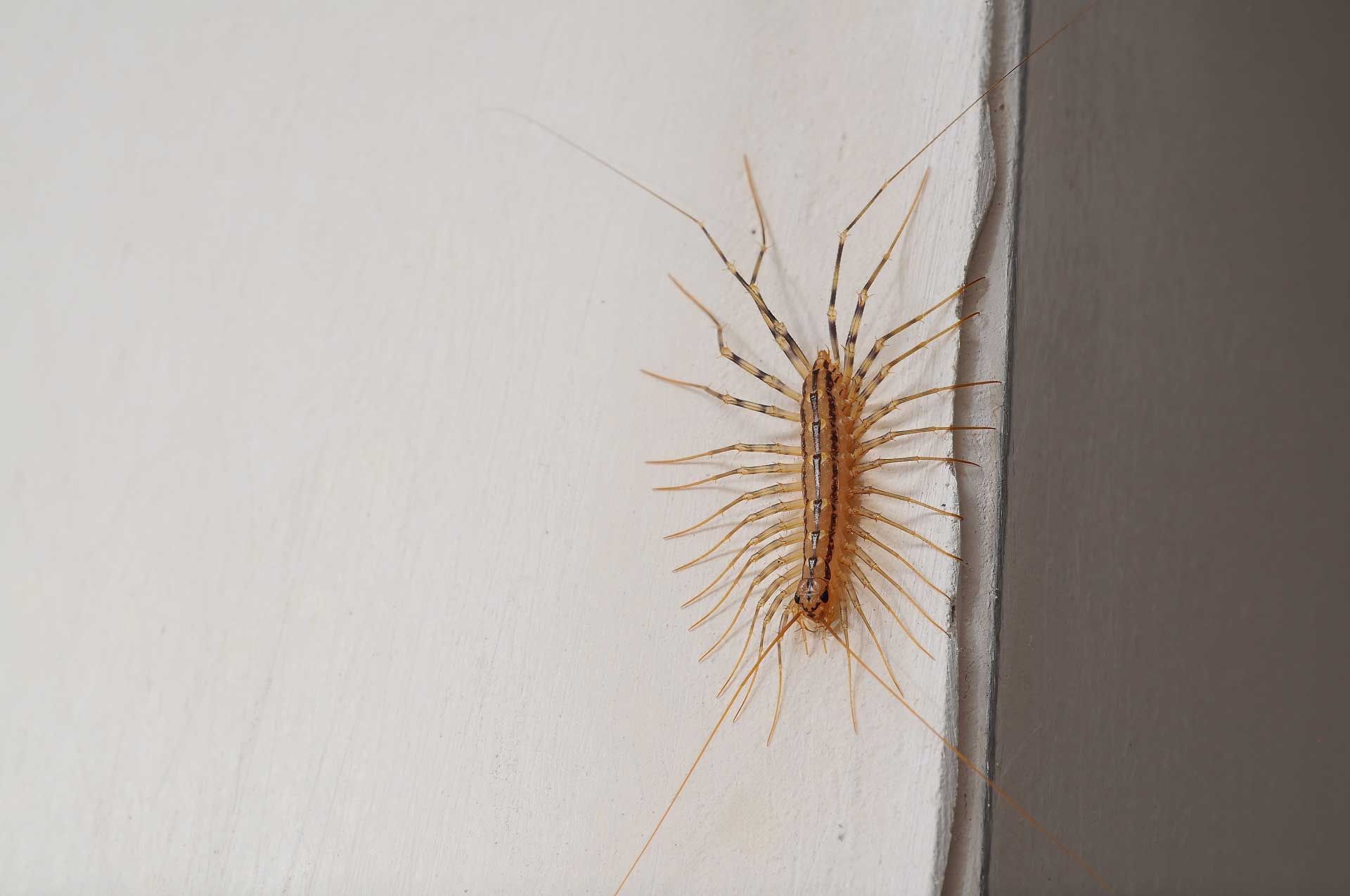 A house centipede with many legs crawls on a white wall near a corner.