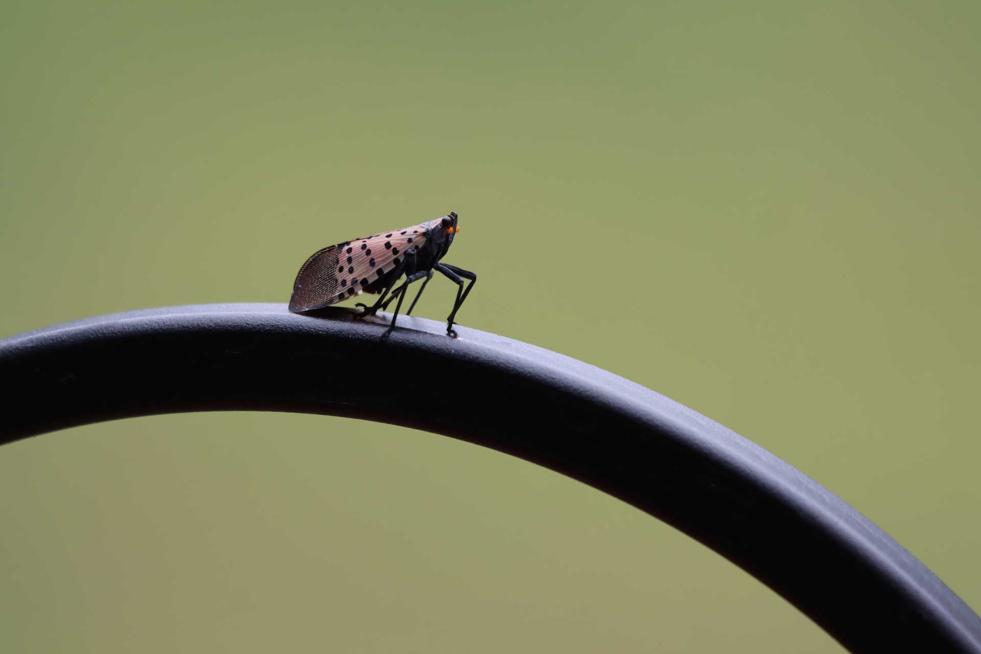 Spotted lanternfly perched on a black curved bar against a green background.