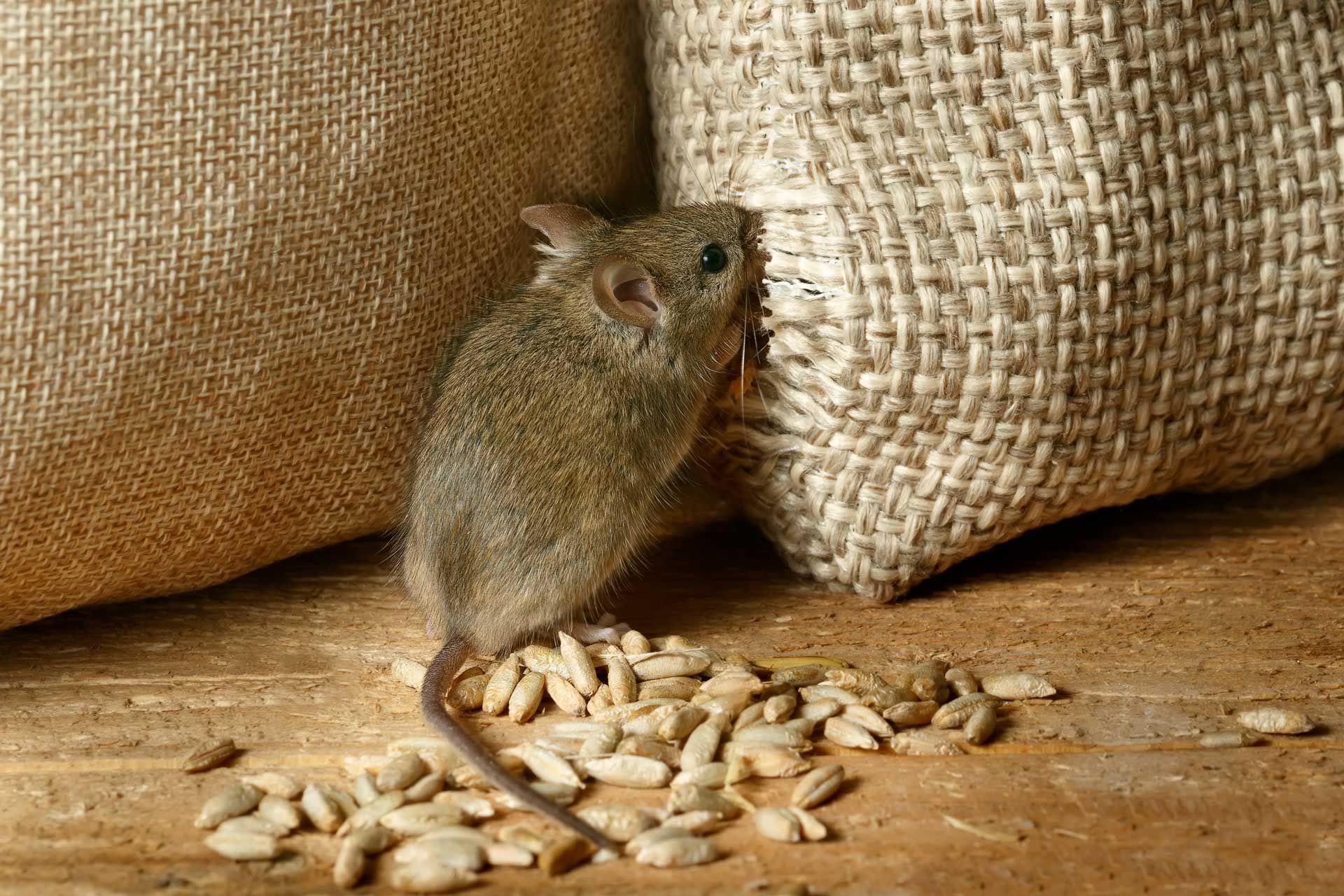 Mouse next to a burlap sack eating seeds on a wooden surface.