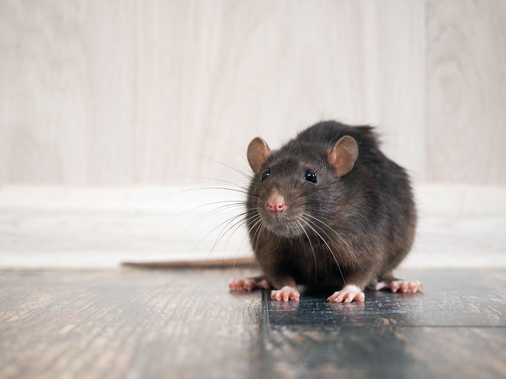 A black rat sits on a wood floor, looking at the viewer.