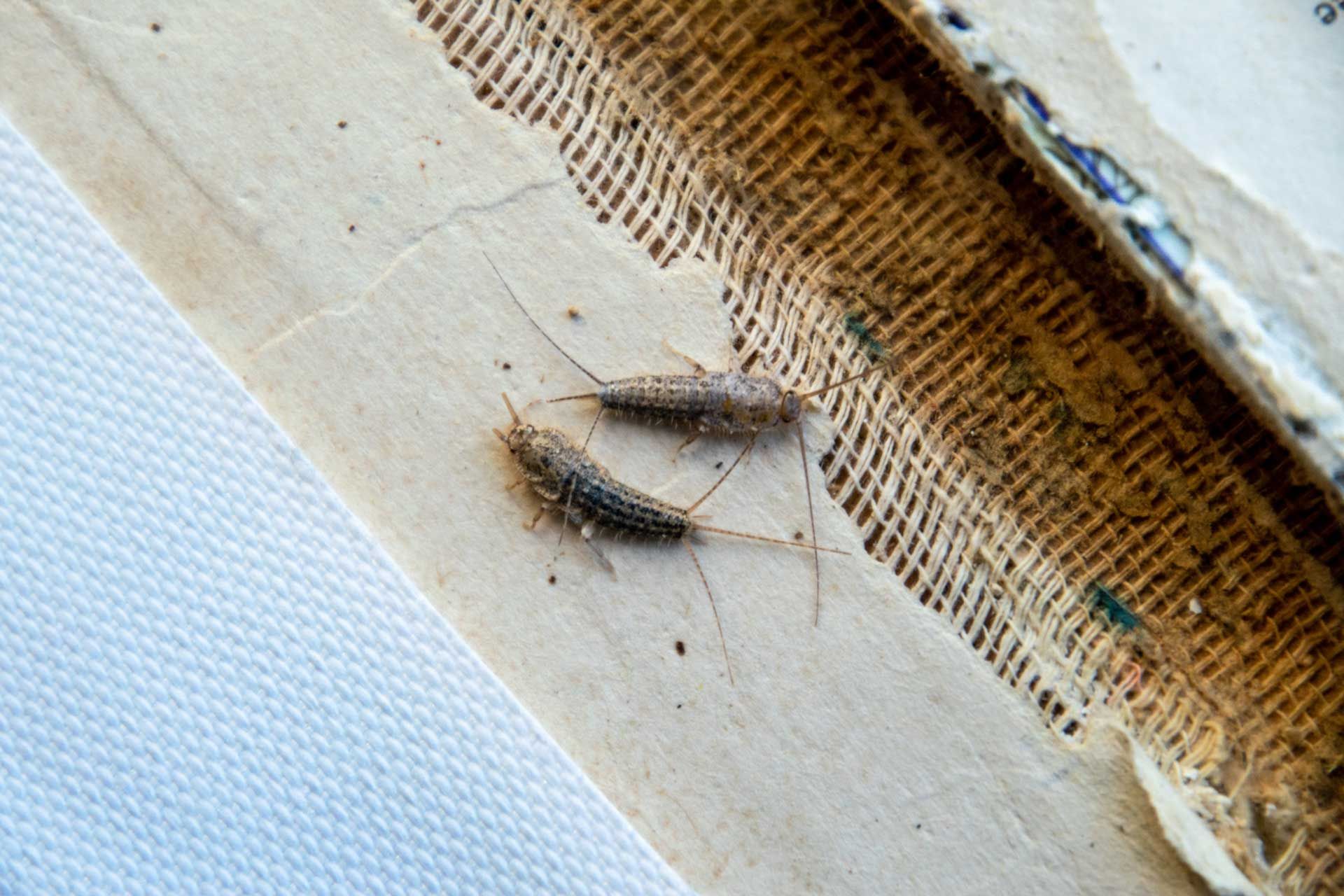 Two silverfish insects on damaged, old book pages.