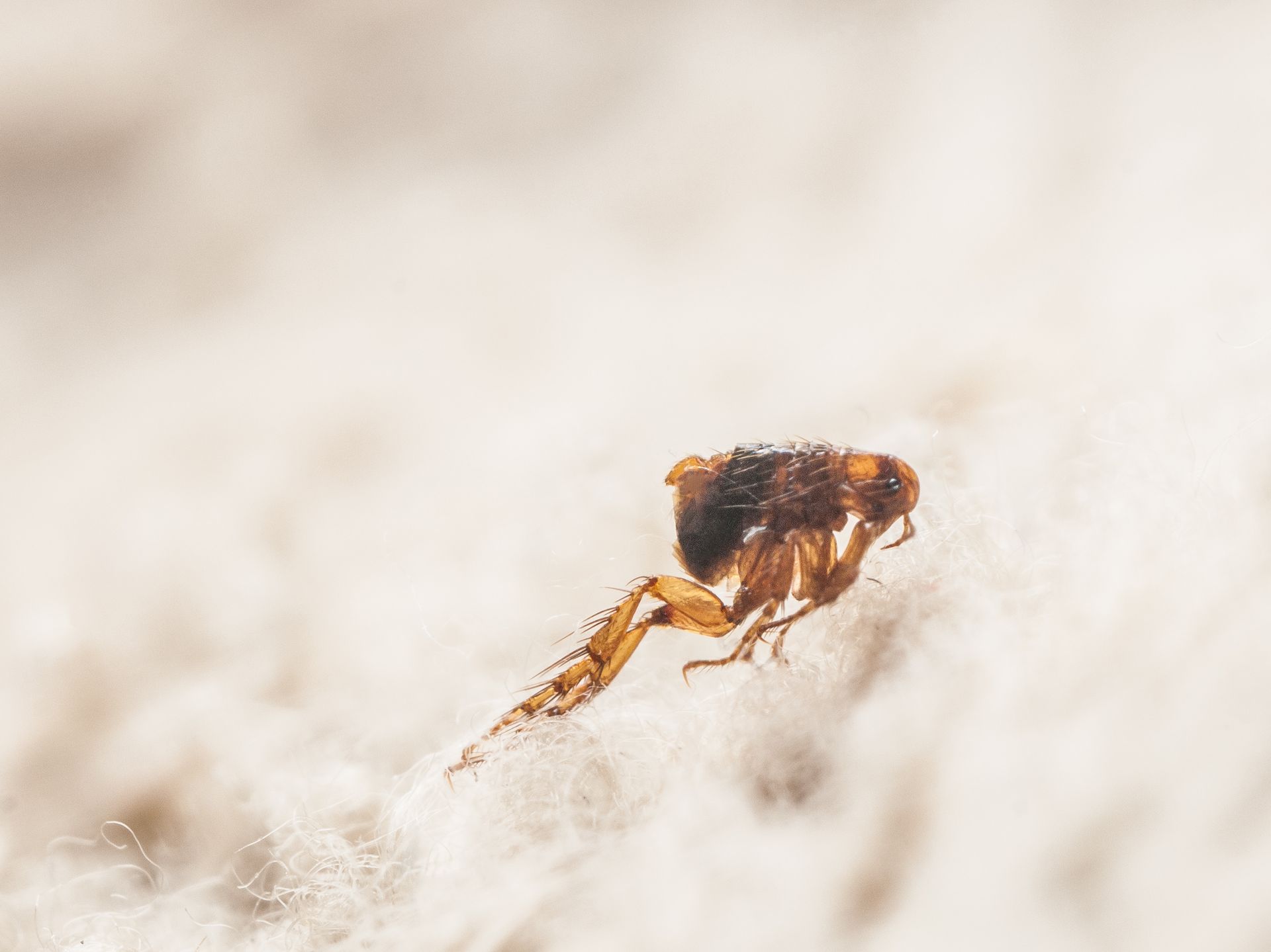 Flea on a white, textured surface; insect close-up.