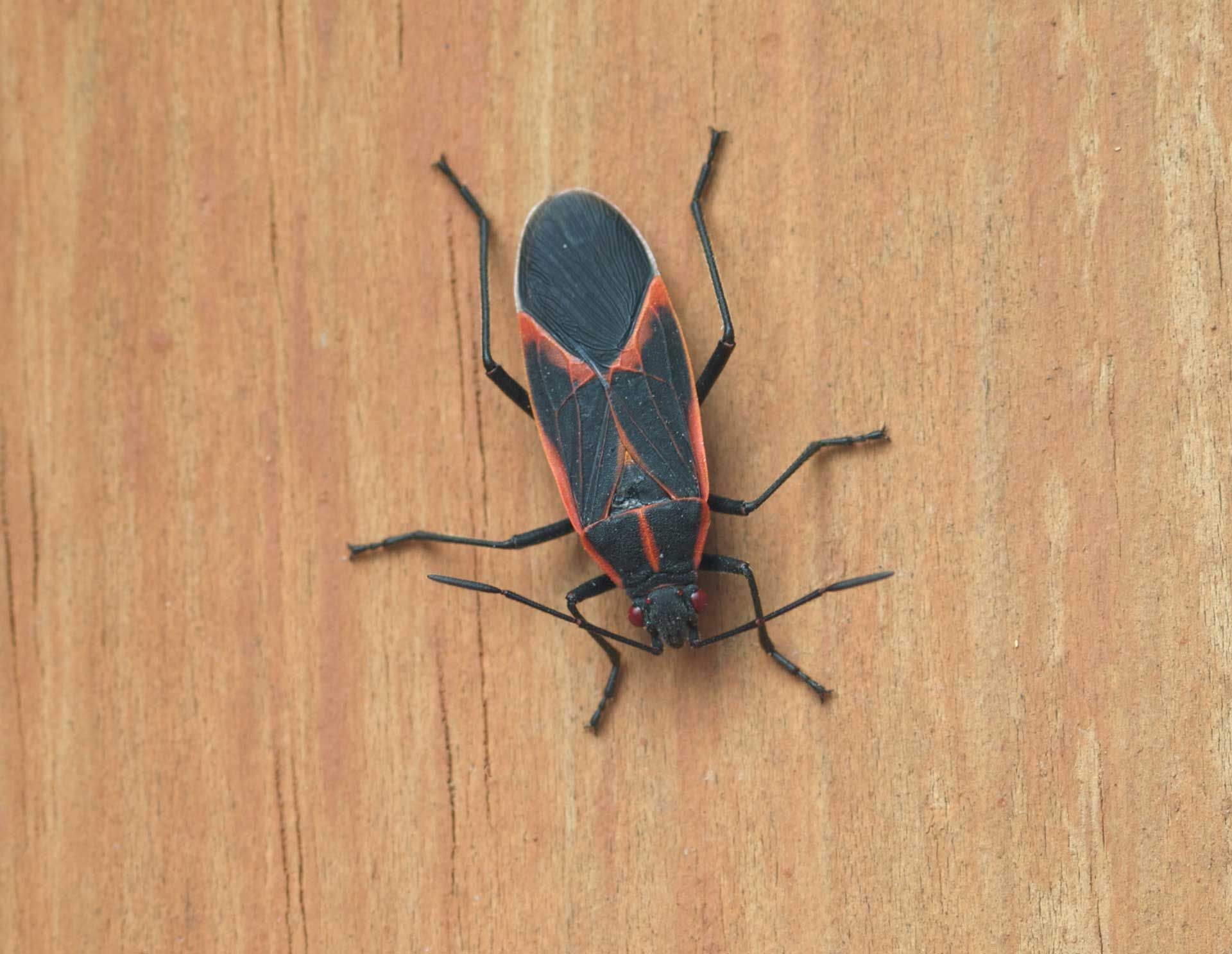 Pest control worker spraying insecticide near dead cockroaches on a wooden floor.